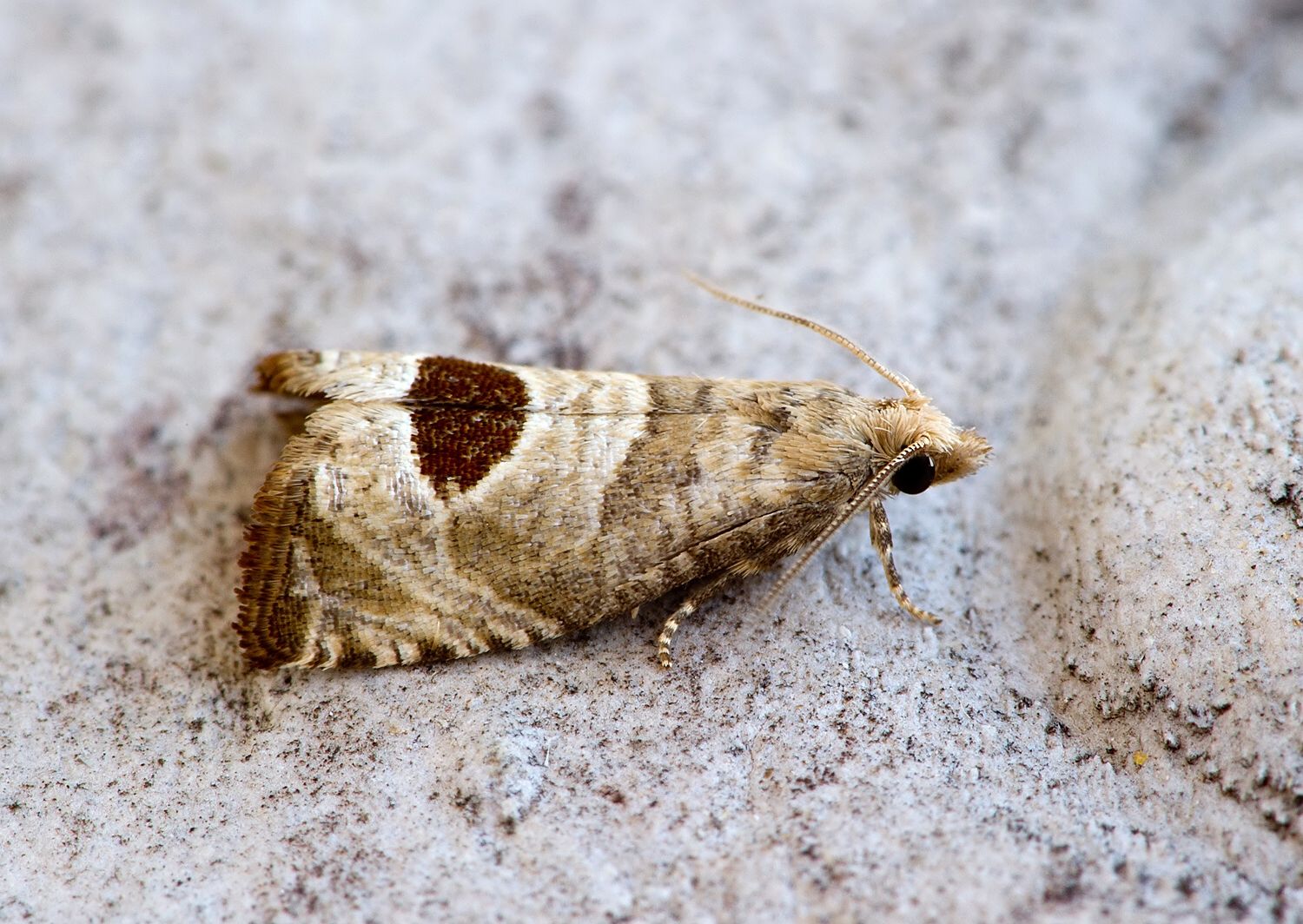 Notocelia uddmanniana