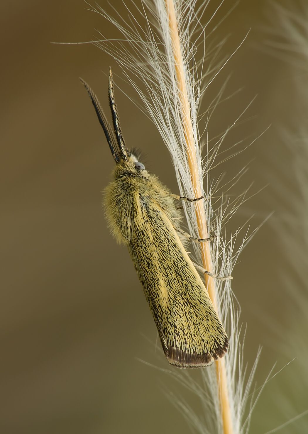Brachodes appendiculata