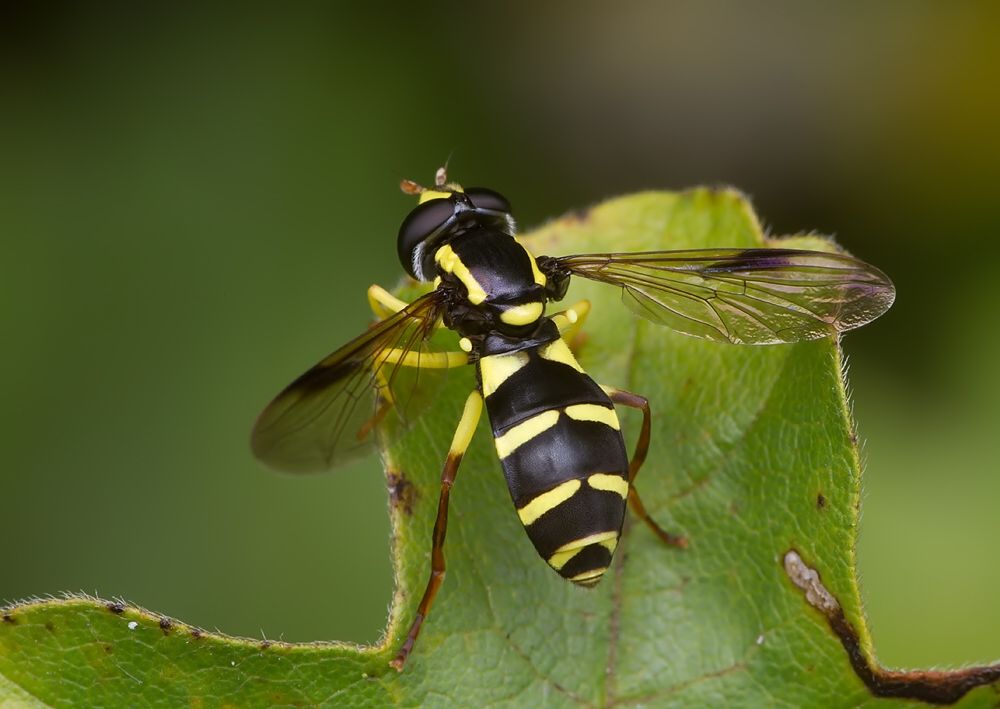 Xanthogramma pedissequum