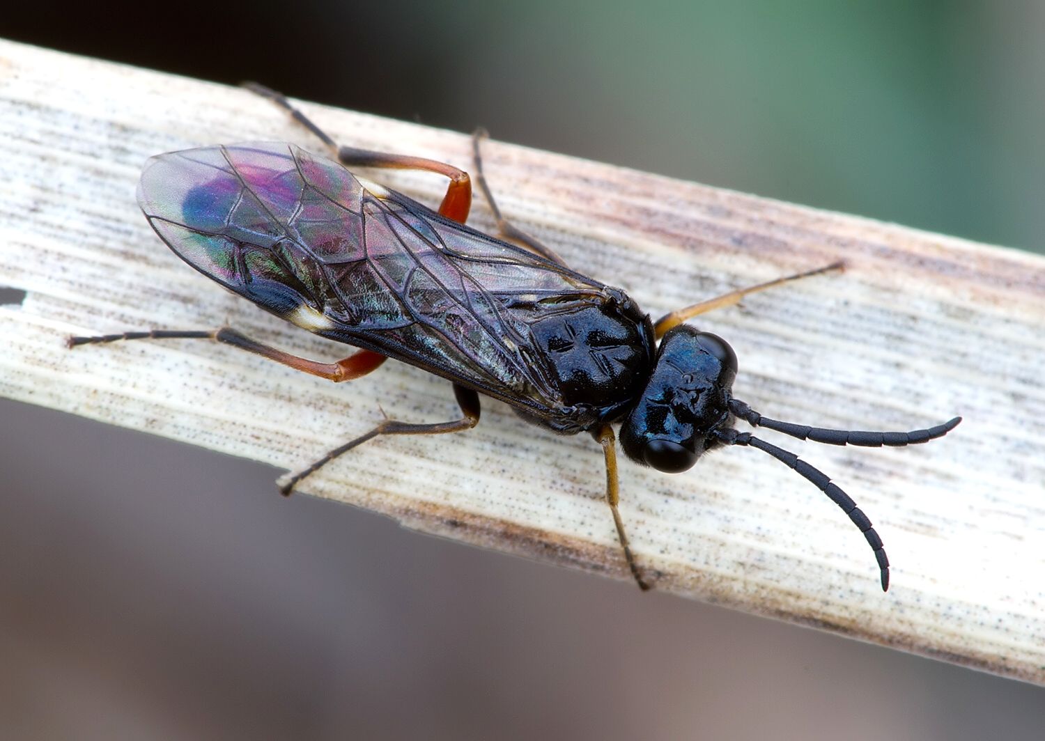 Allantus didymus