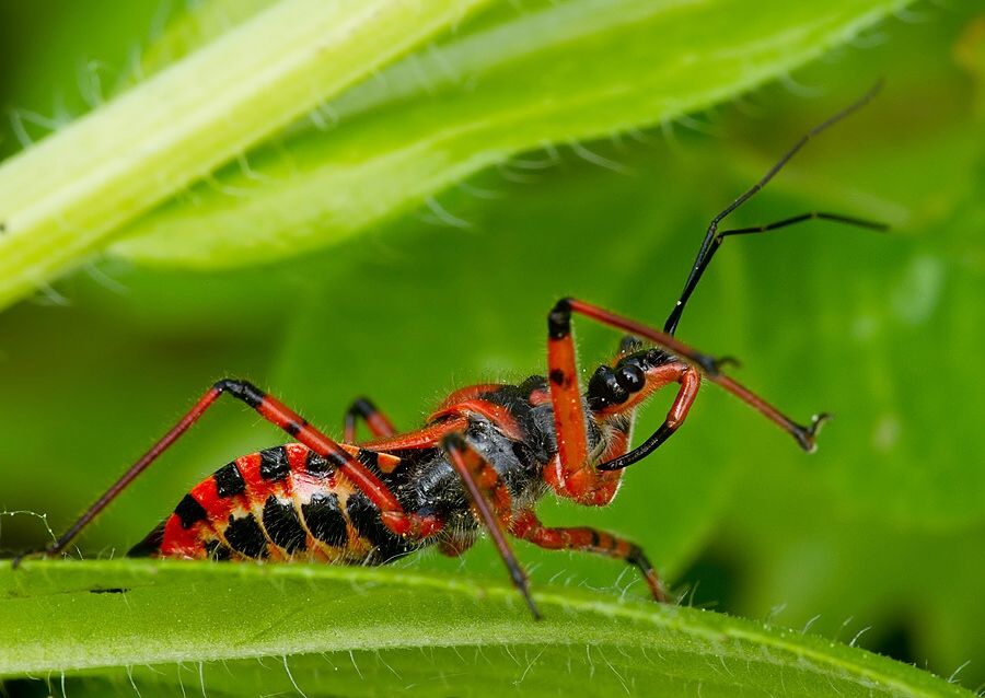Rhynocoris iracundus