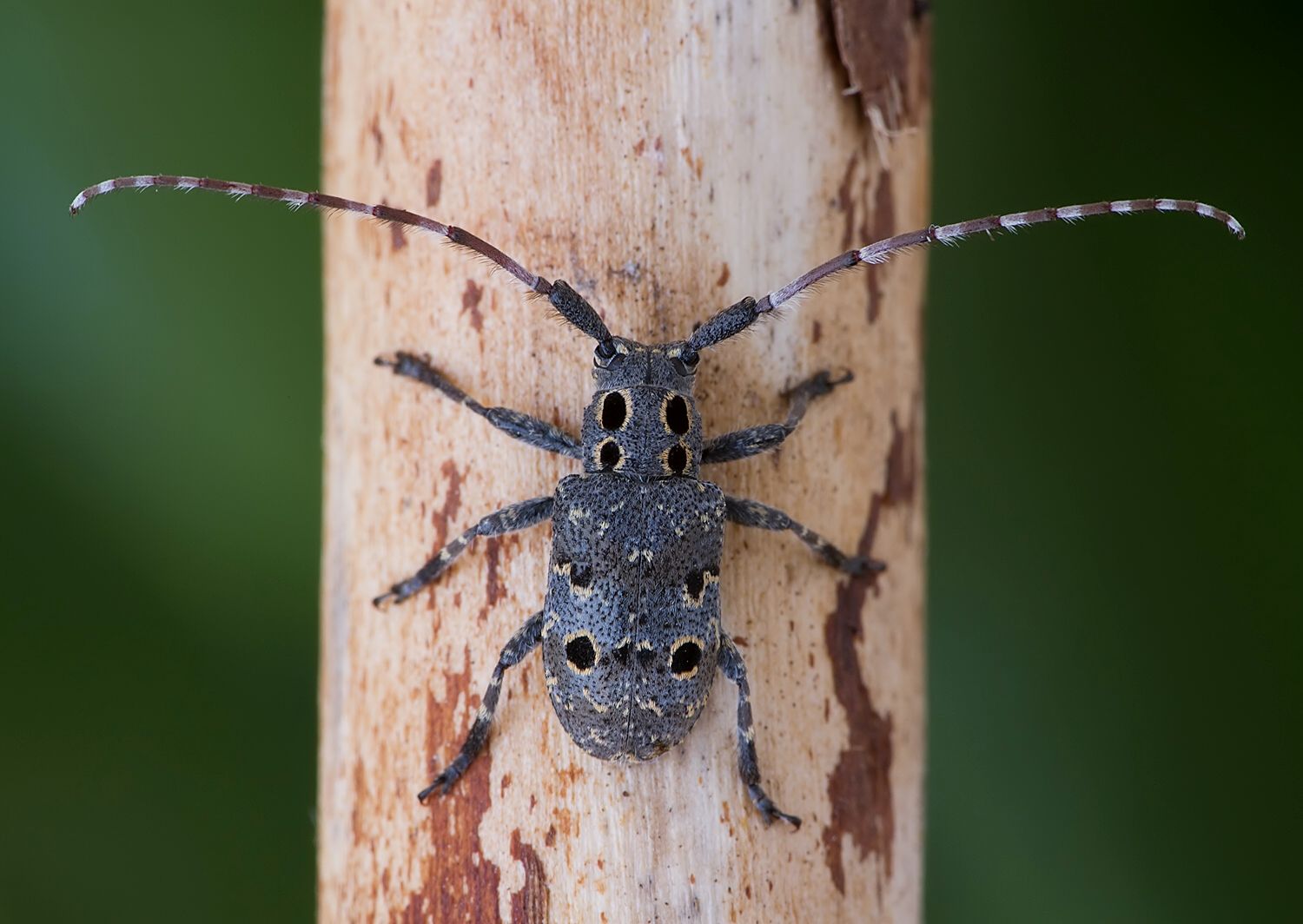 Mesosa curculionoides