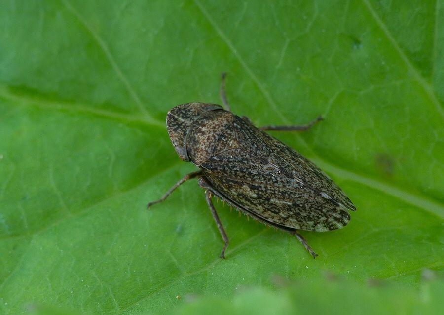 Aphrodes bicinctus cf.