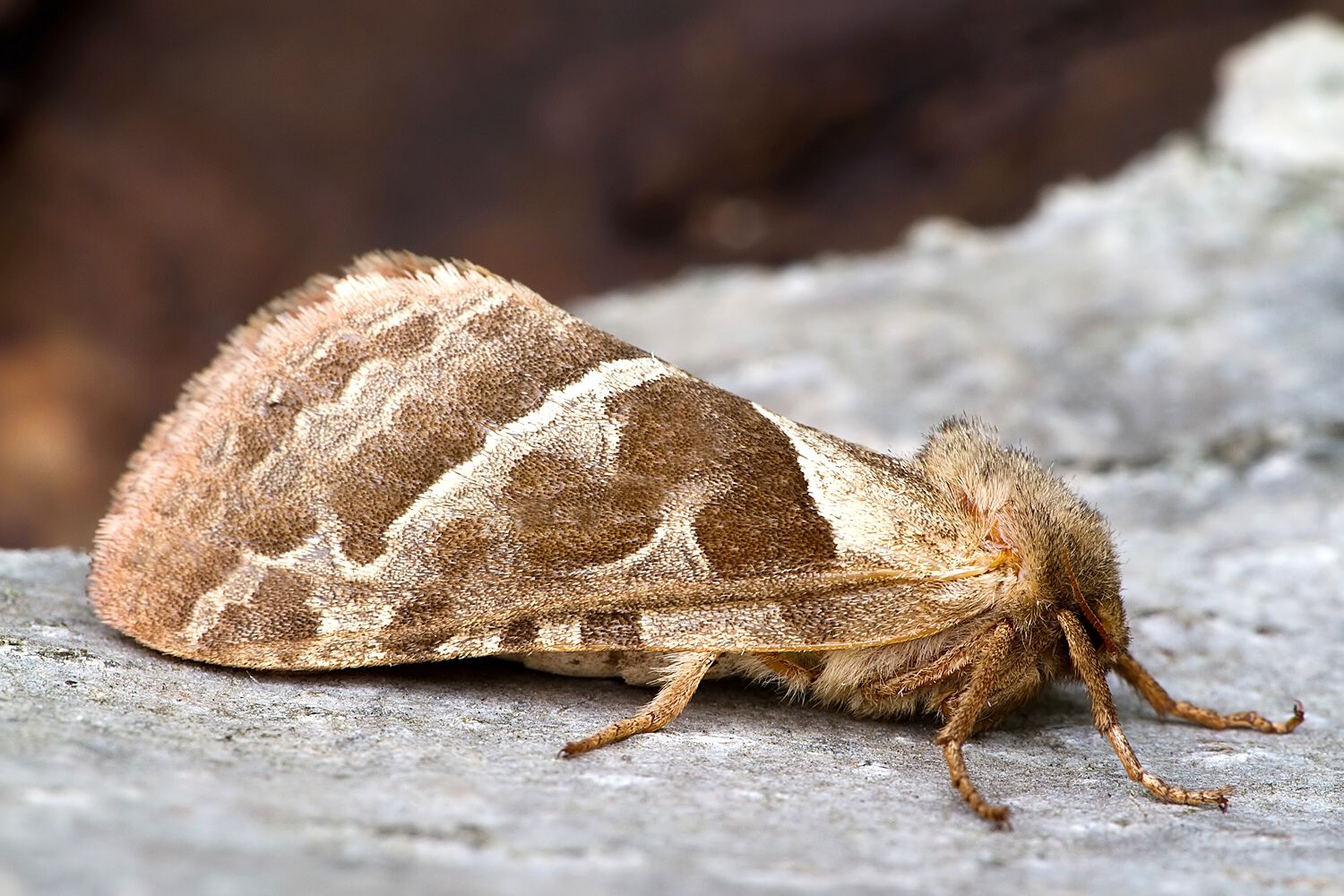 Triodia sylvina