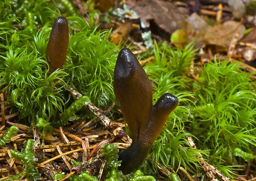 Cordyceps ophioglossoides (žezlovka srnková)