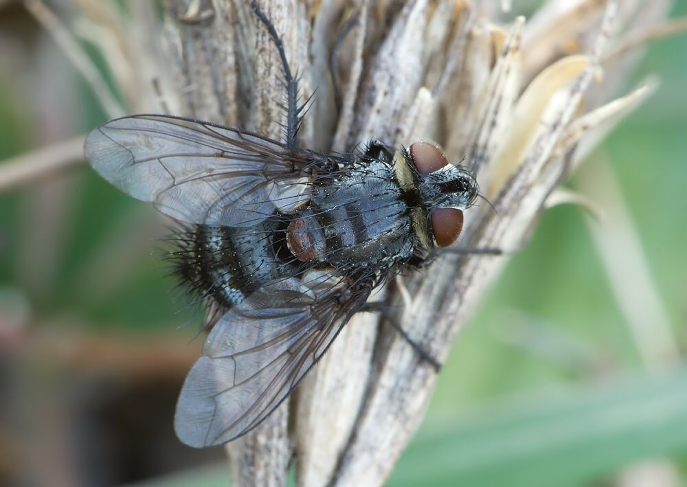 Exorista larvarum