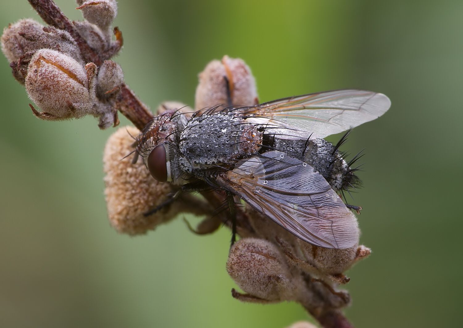 Pseudogonia rufifrons