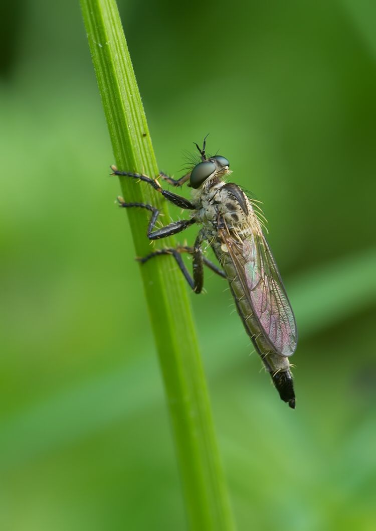 Dysmachus bifurcus