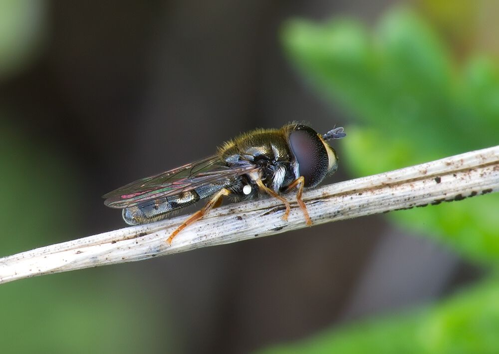 Paragus tibialis