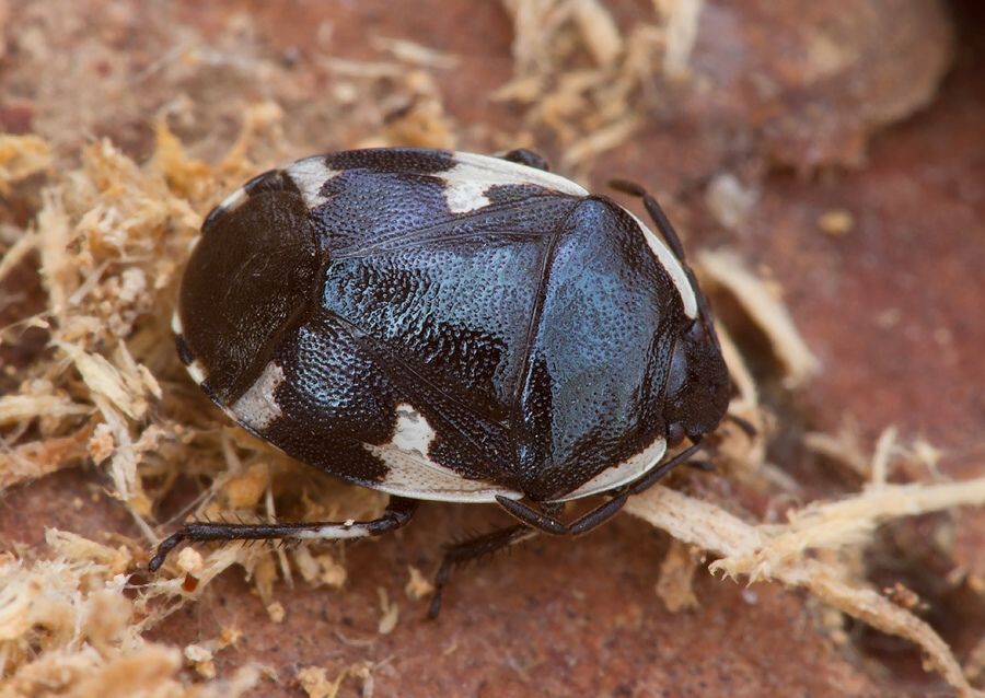 Tritomegas sexmaculatus
