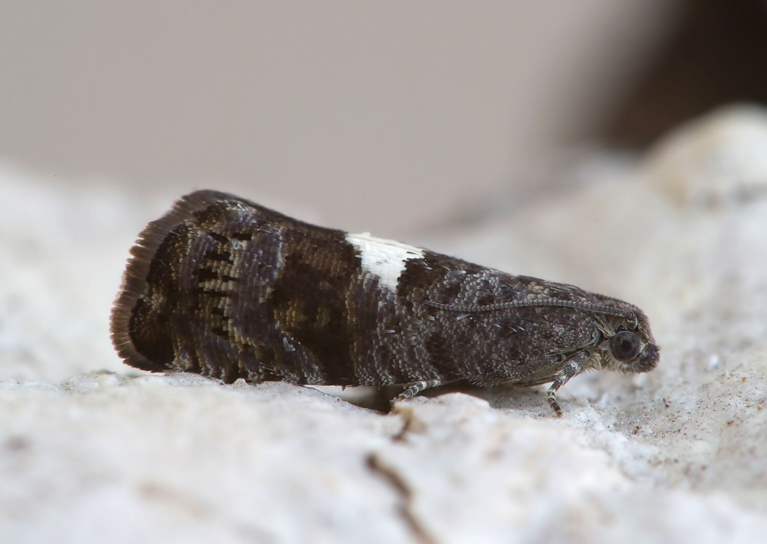 Pammene spiniana