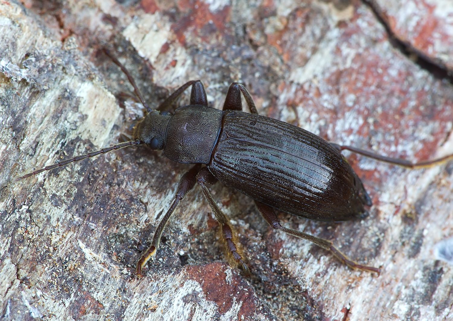 Stenomax aeneus