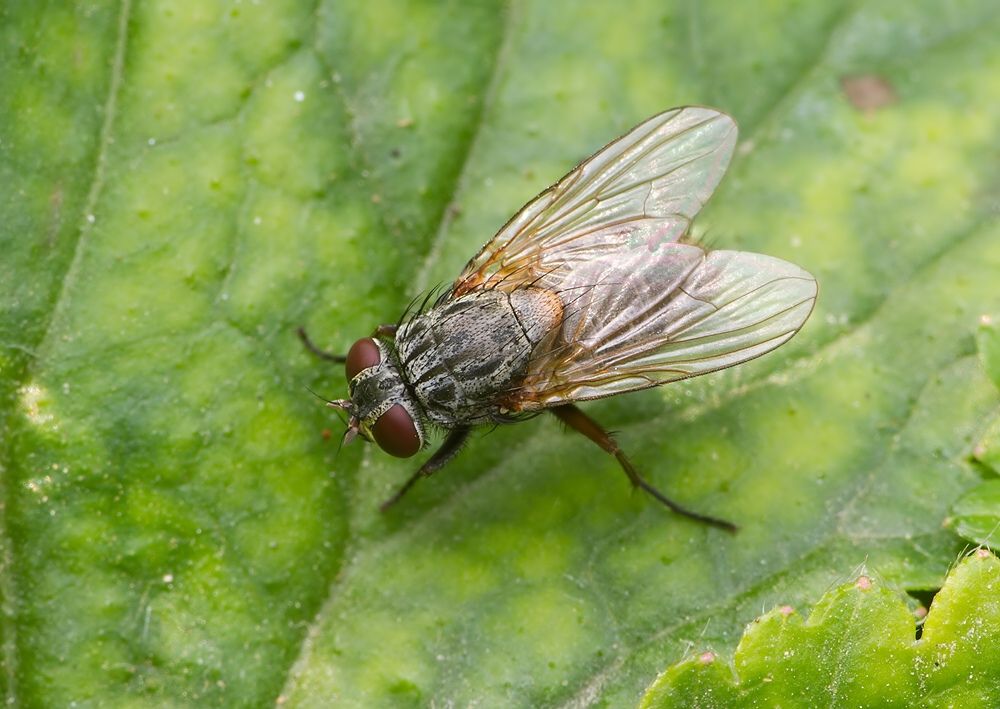 Muscina stabulans