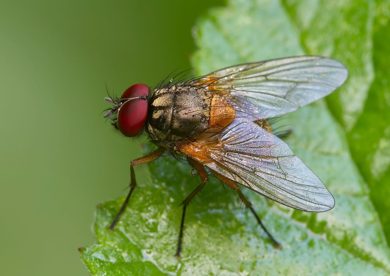 Phaonia valida