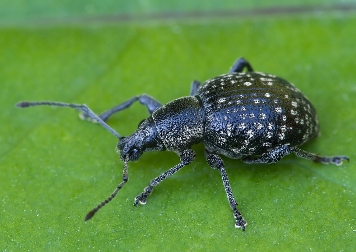 Otiorhynchus multicostatus