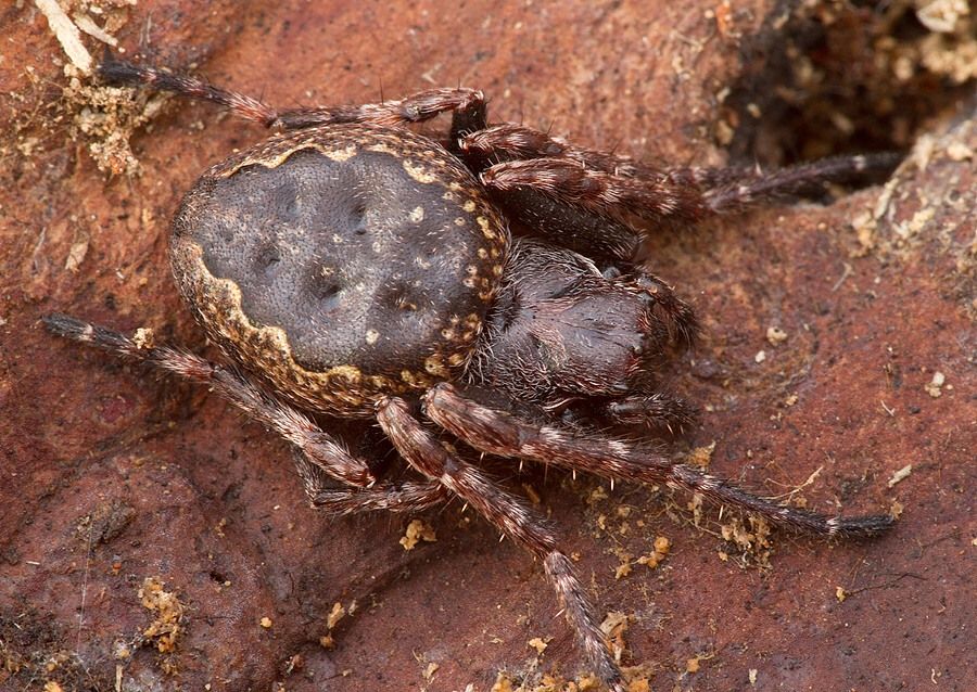 Nuctenea umbratica