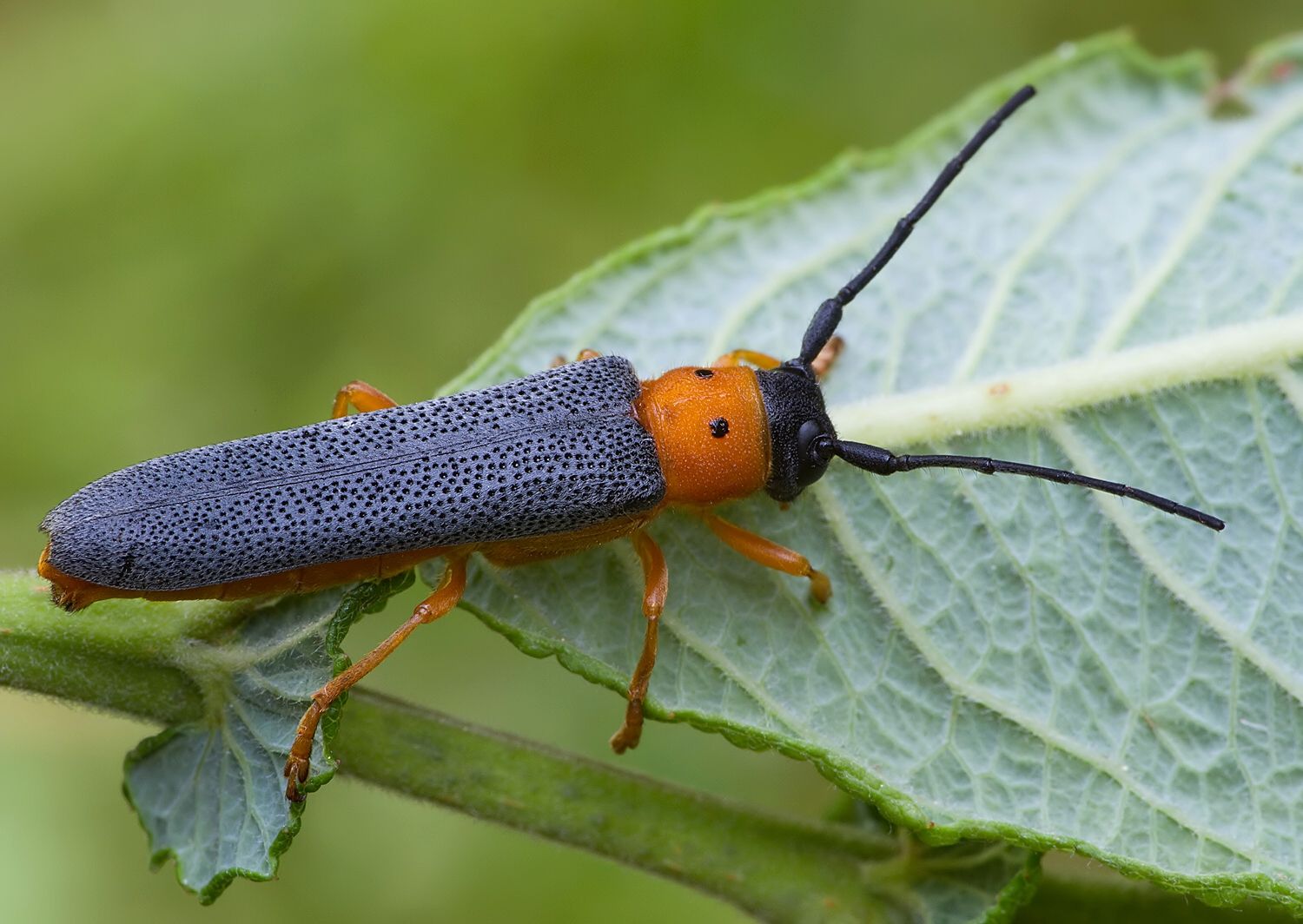 Oberea oculata