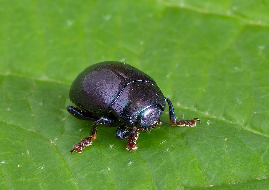 Chrysolina sturmi