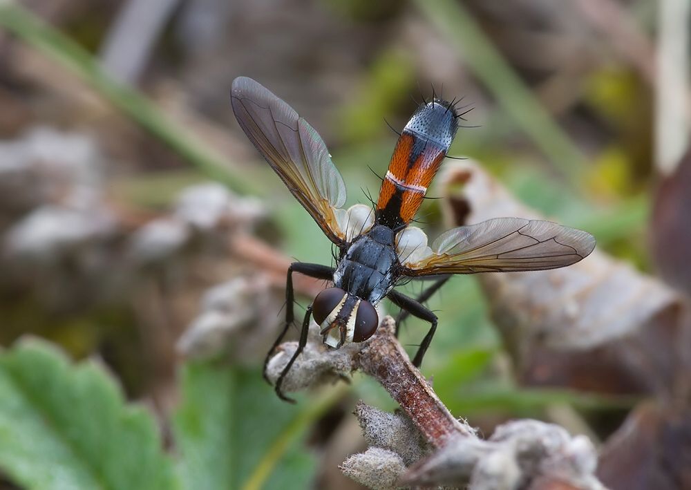Cylindromyia brassicaria