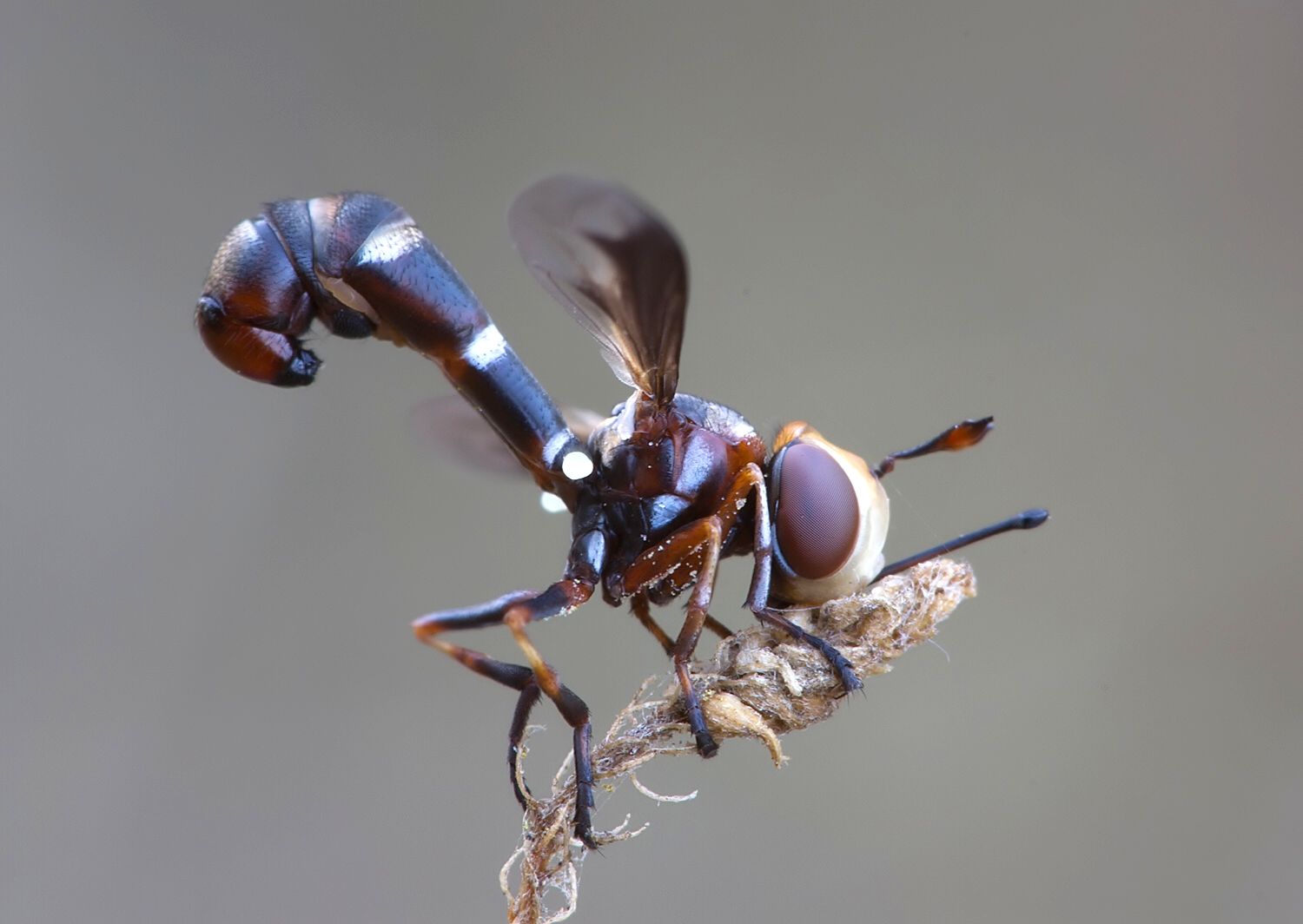 Physocephala pusilla
