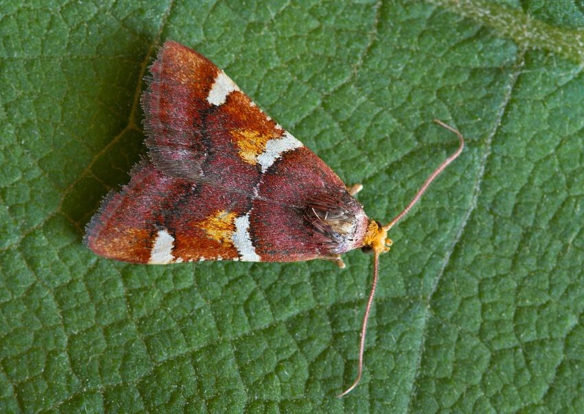 Pyralis regalis