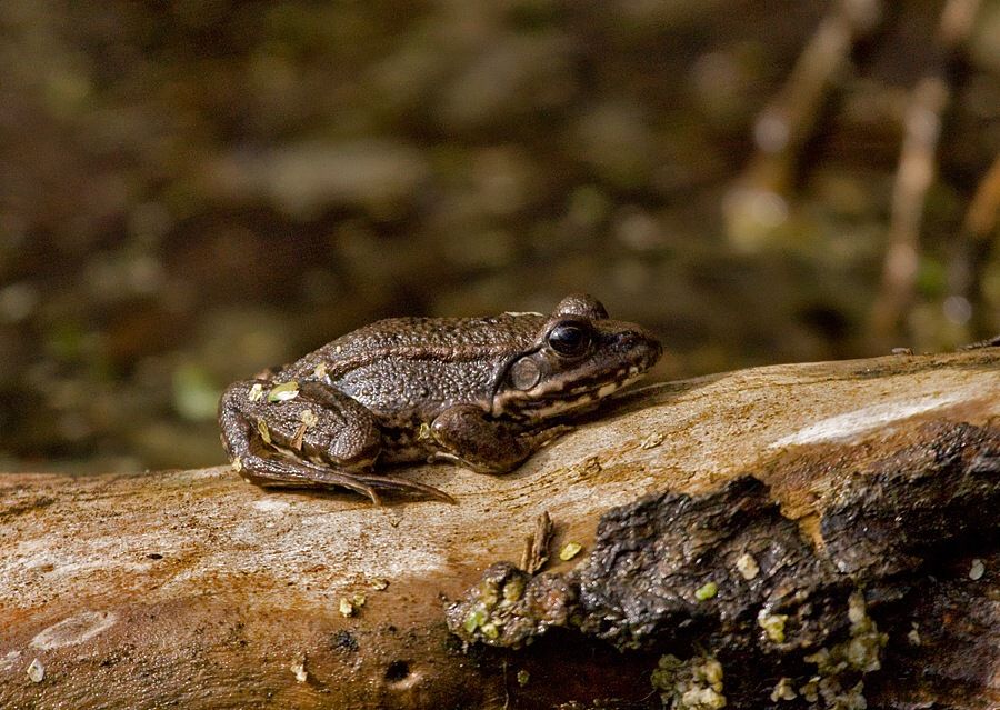 Pelophylax ridibundus