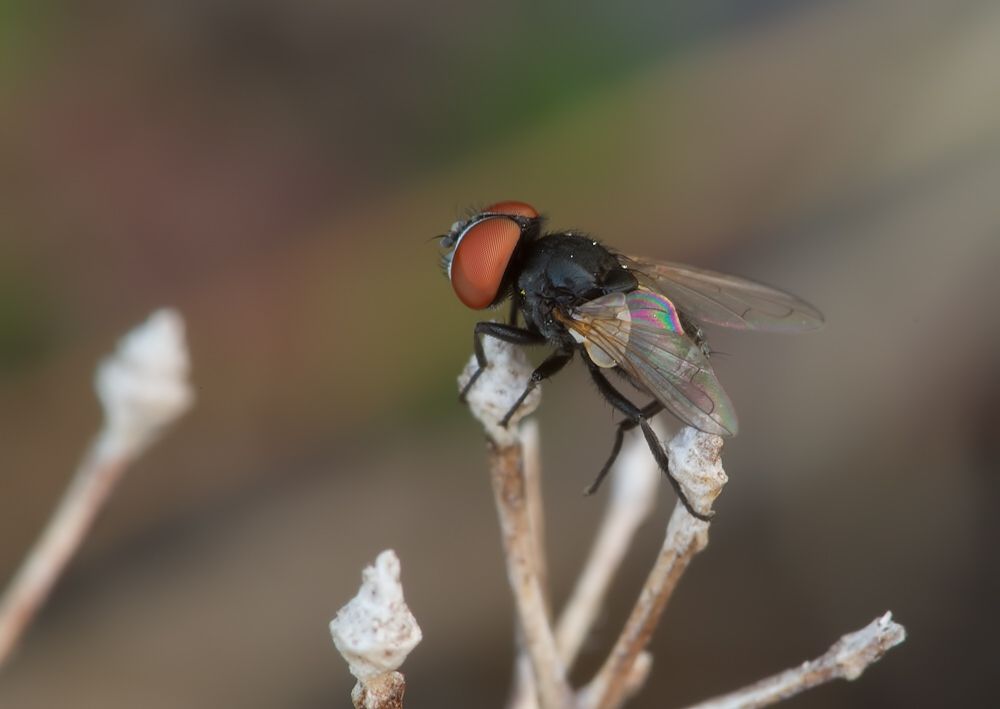 Phasia barbifrons