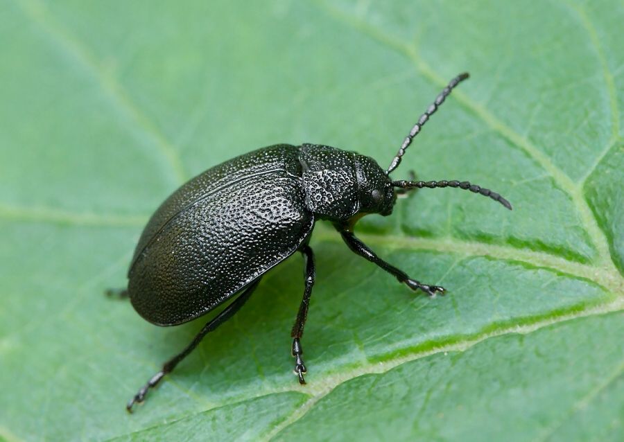 Galeruca tanaceti