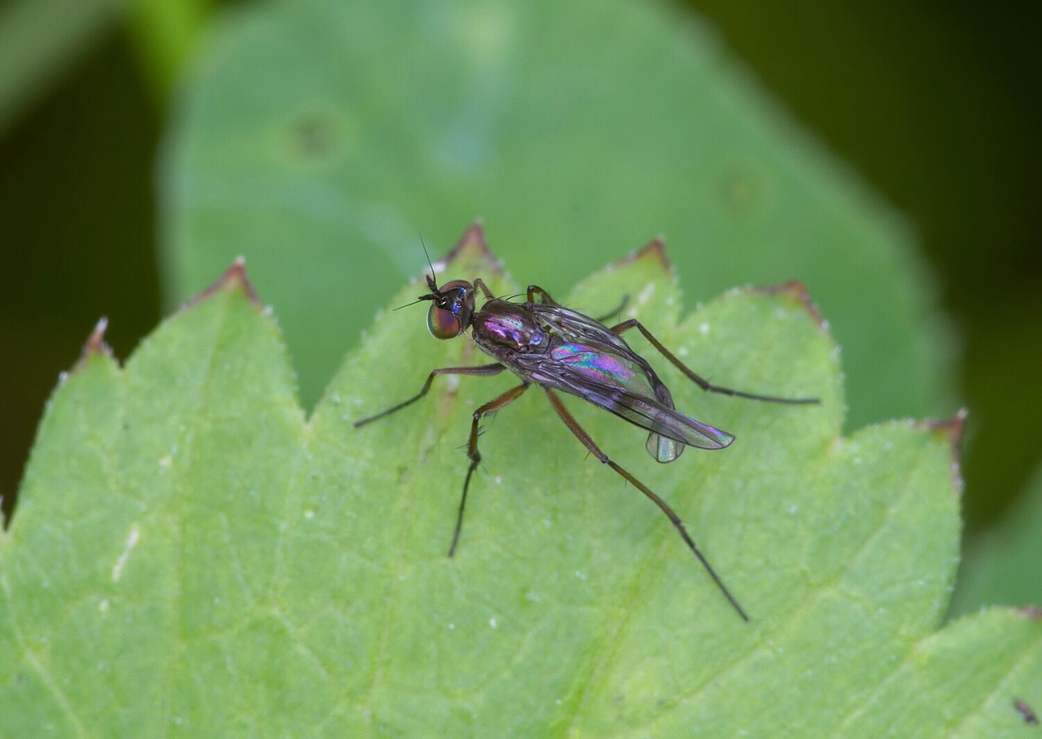 Campsicnemus curvipes