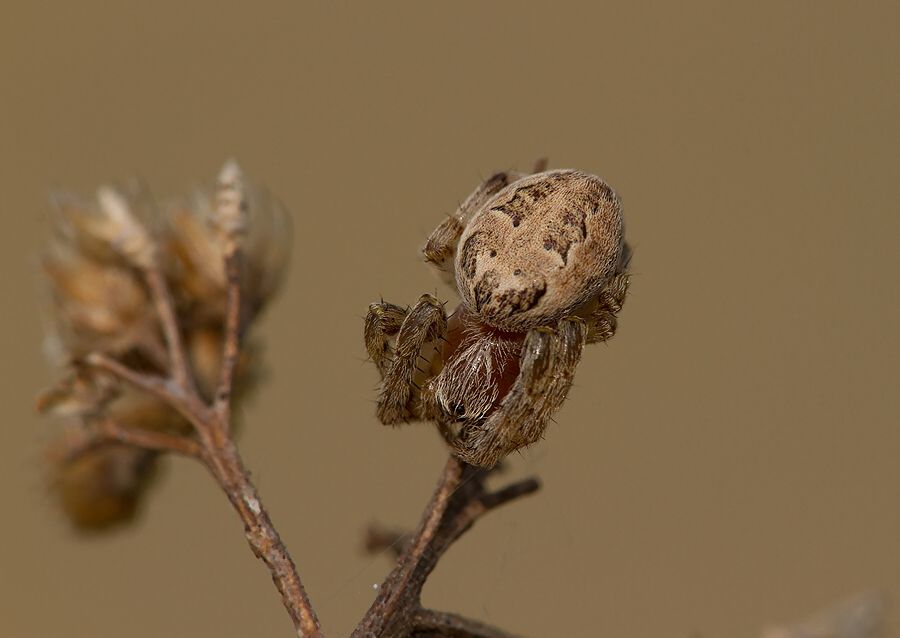 Larinioides suspicax