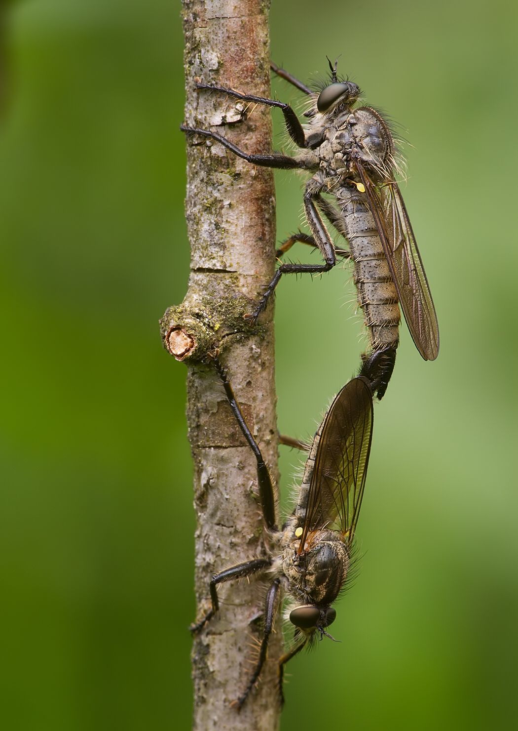 Dysmachus fuscipennis