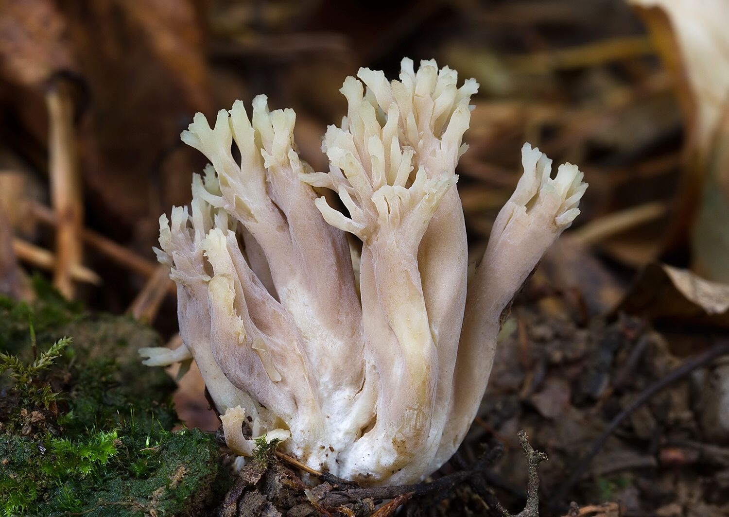 Clavulina cinerea