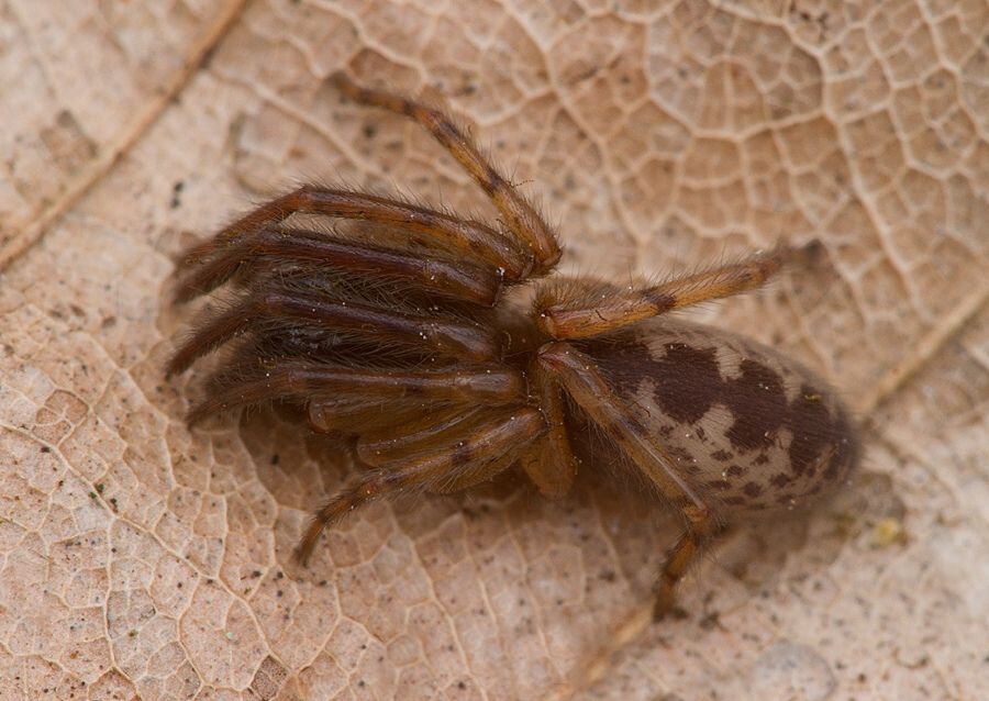 Segestria senoculata
