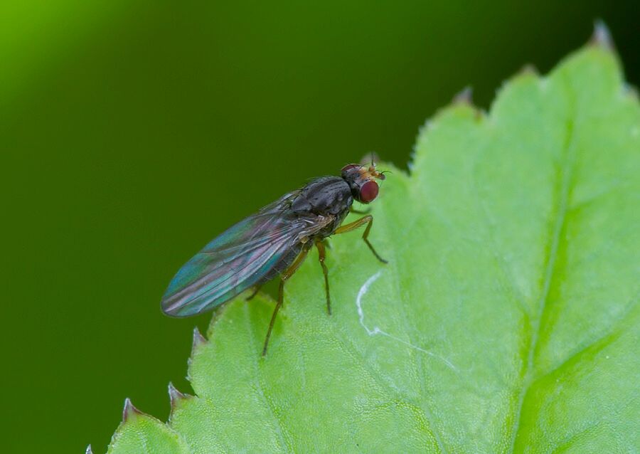 Scaptomyza pallida