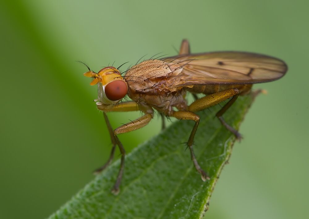 Tetanocera arrogans
