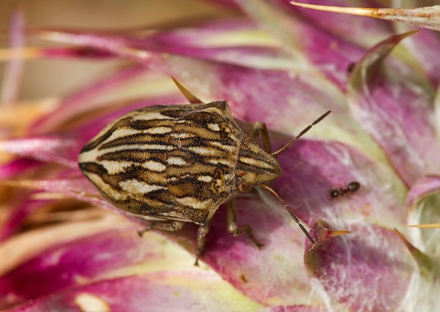Odontotarsus robustus
