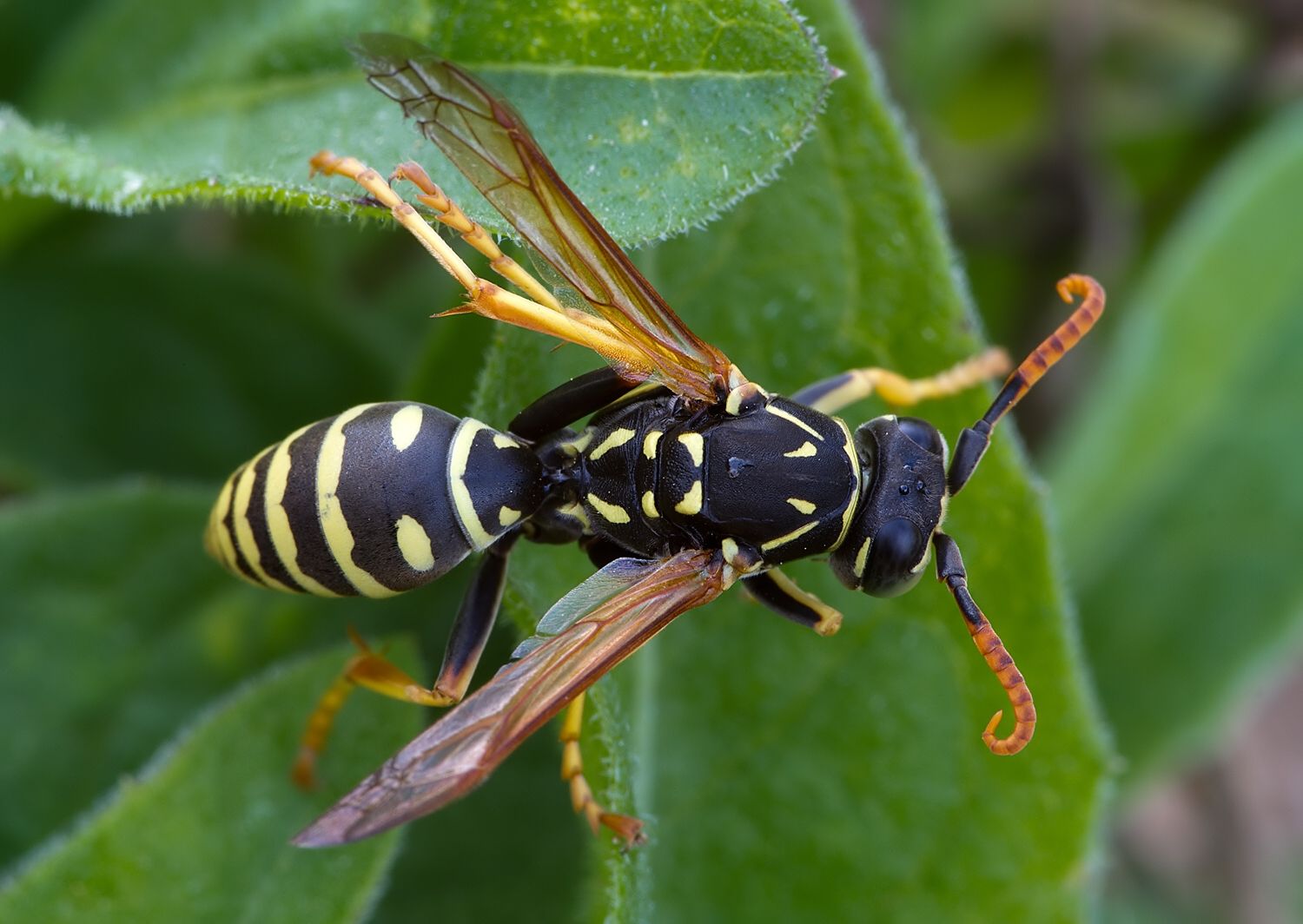 Polistes nimphus