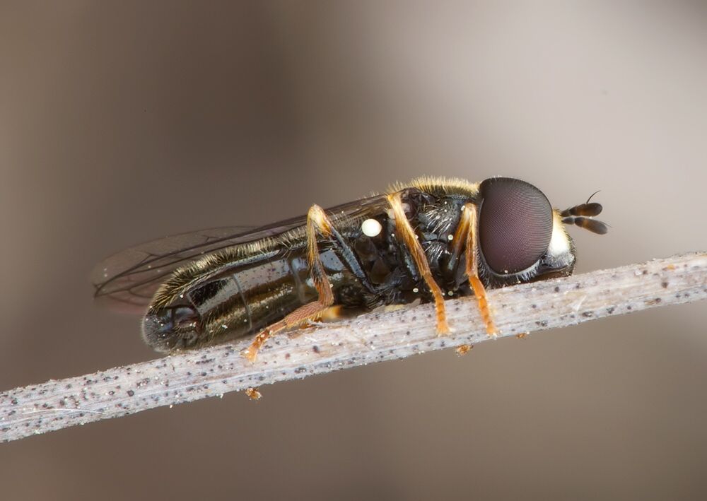 Paragus tibialis