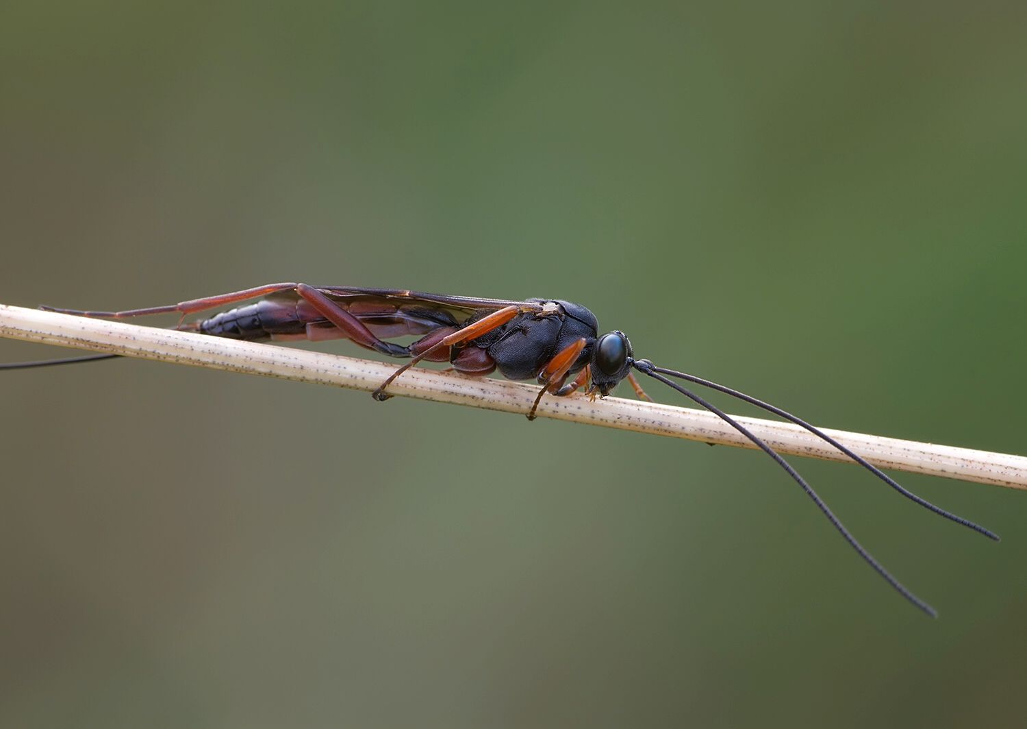 Lissonota sp.