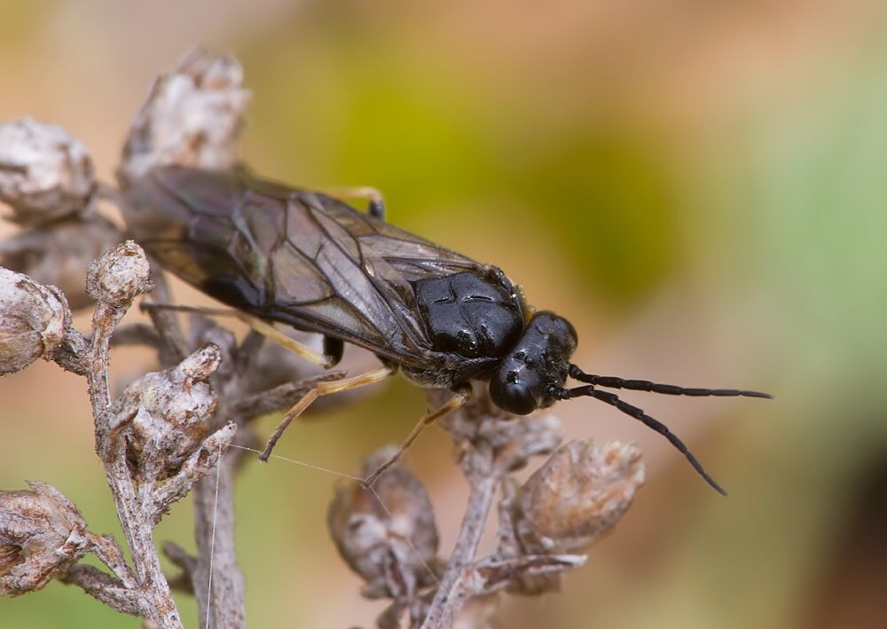 Cladius pectinicornis