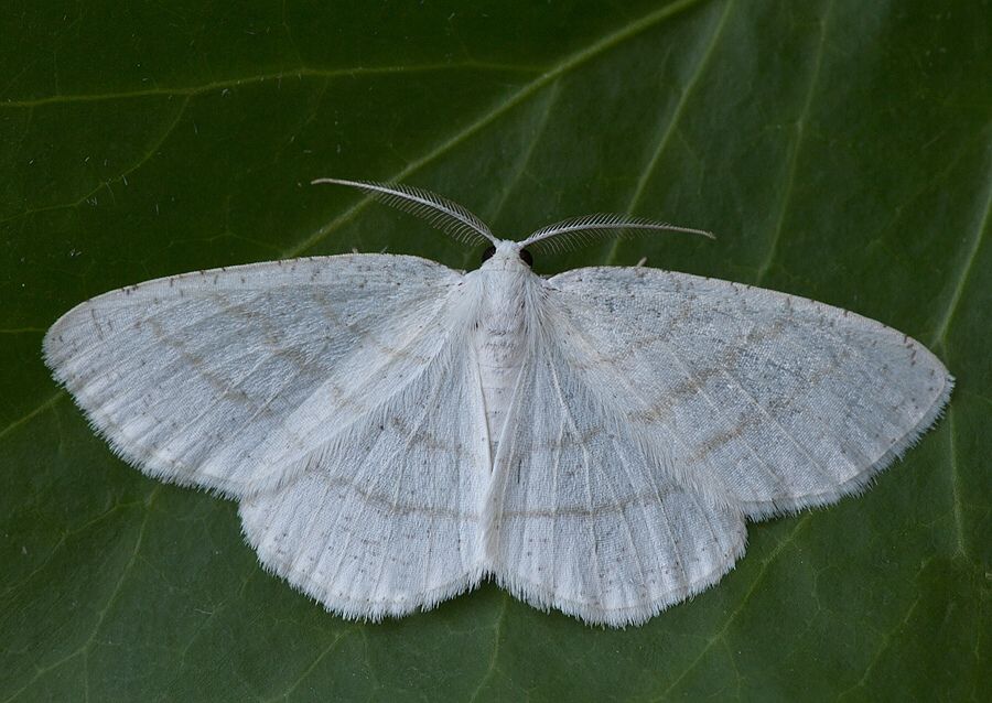 Cabera pusaria