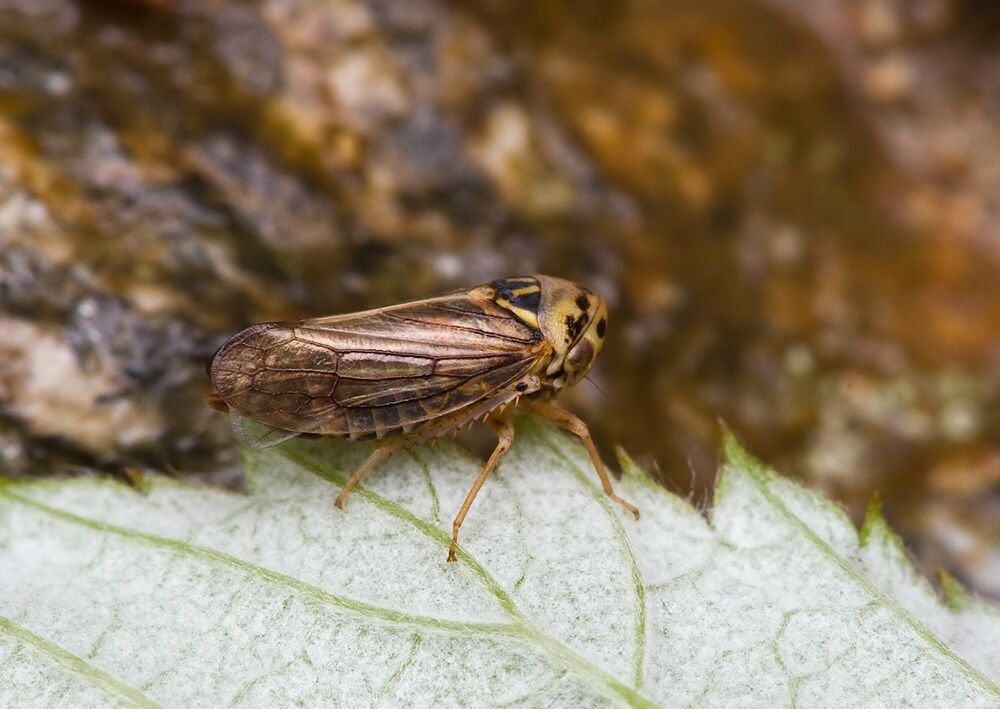 Macropsis fuscula