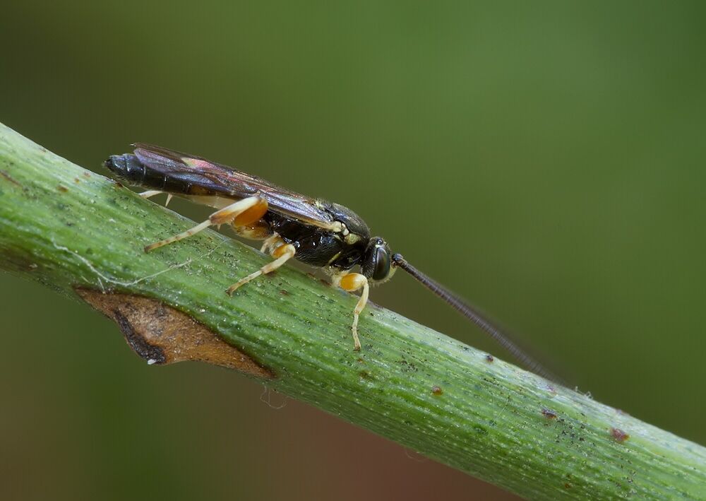 Hypsicera femoralis cf.