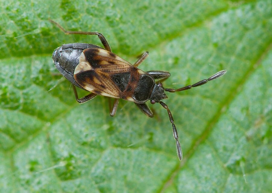 Scolopostethus thomsoni