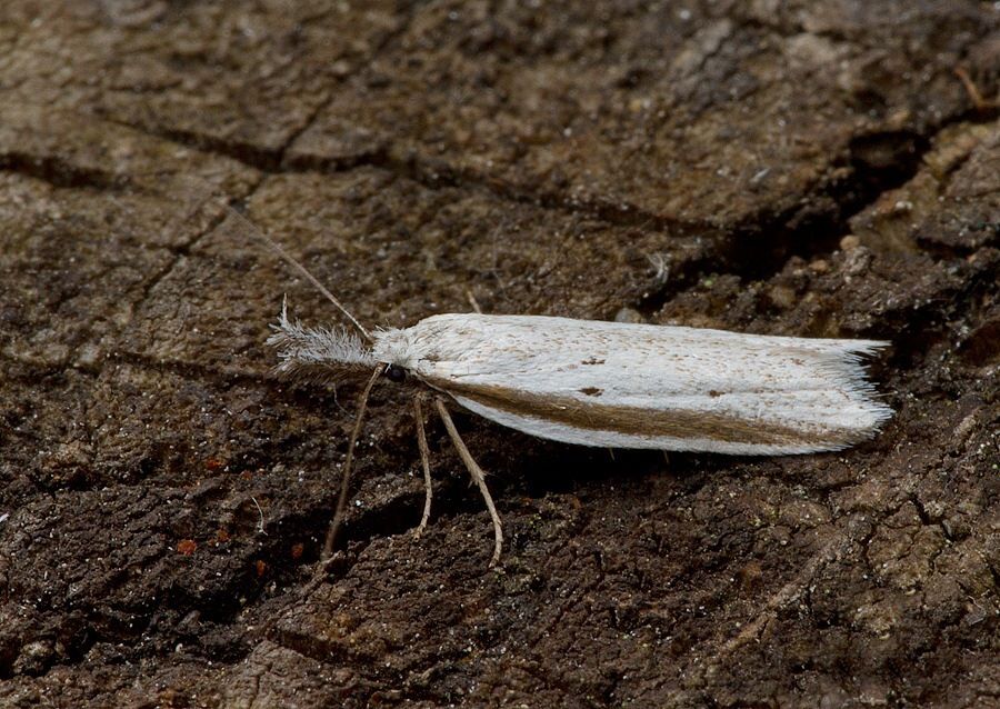 Pleurota bicostella