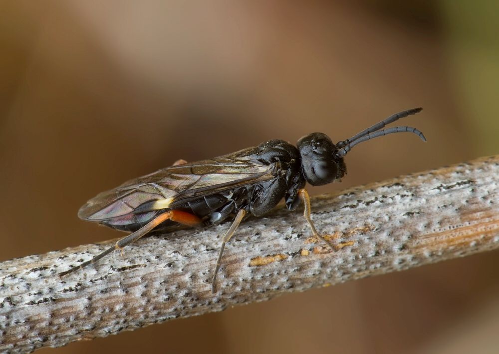Allantus melanarius