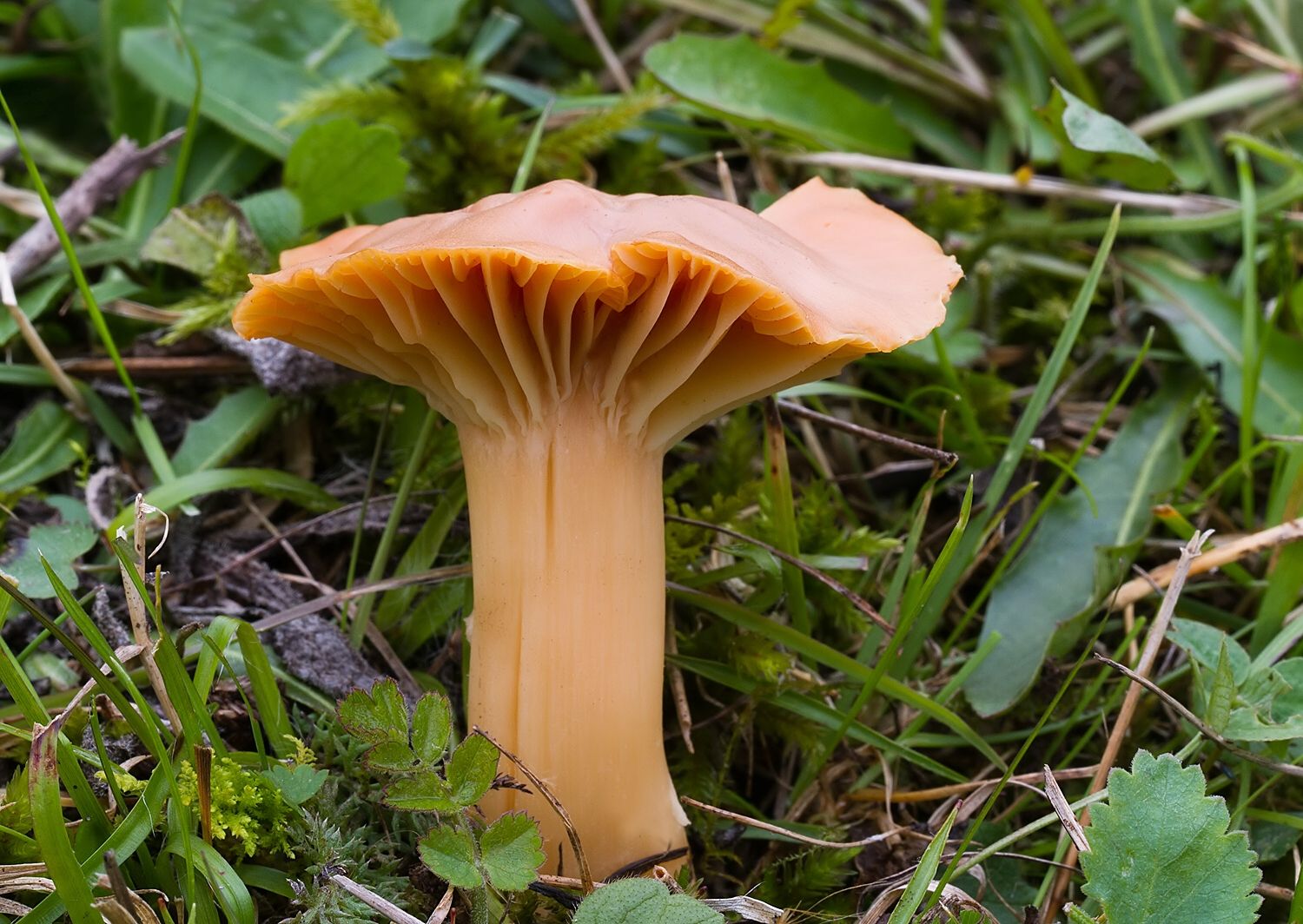 Cuphophyllus pratensis