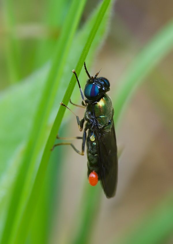 Chloromyia speciosa