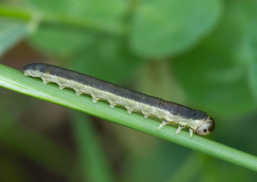 Dolerus sp.