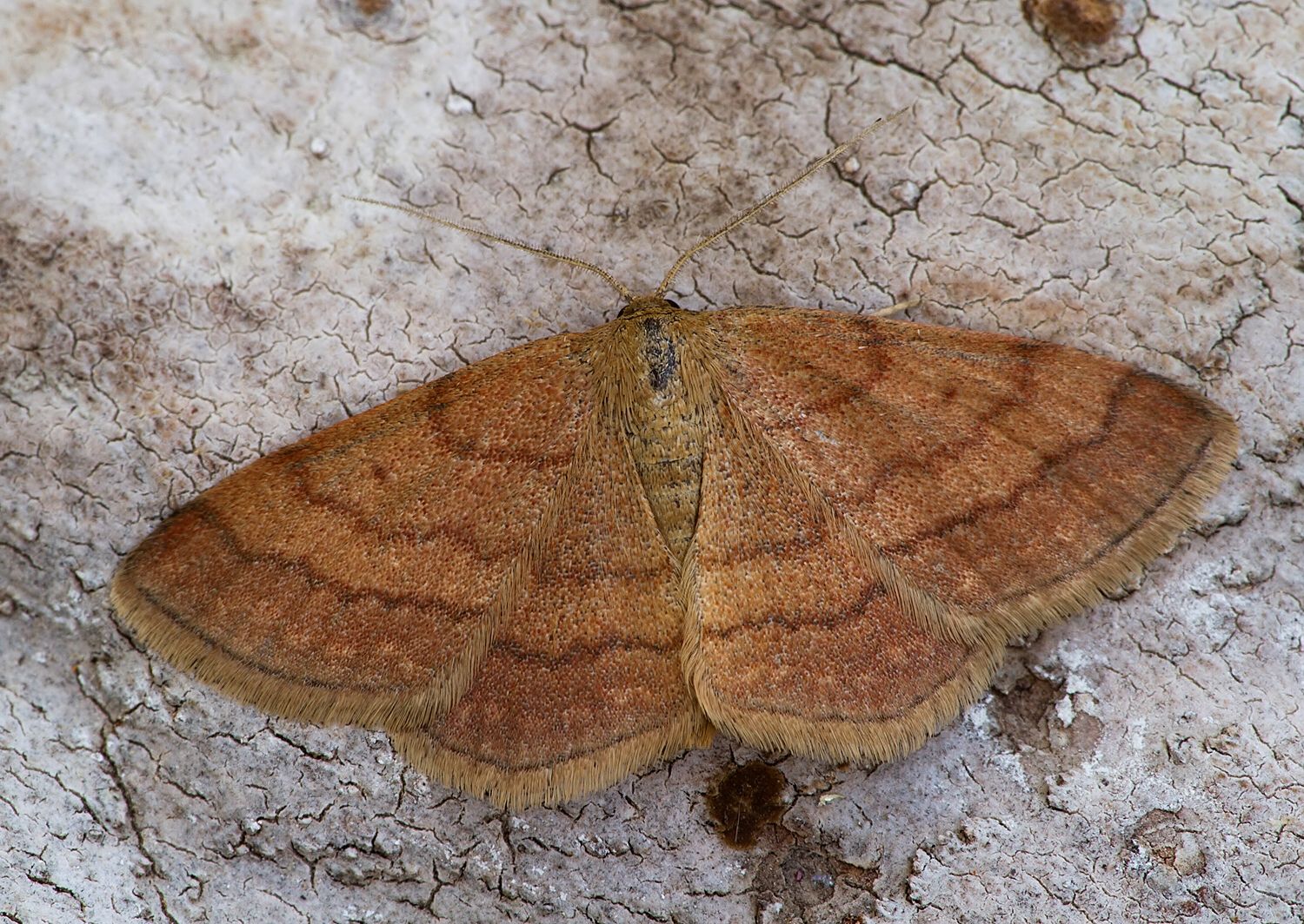 Scopula rubiginata